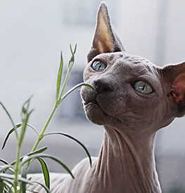 Cats